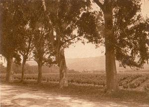 CONSTANTINE ET COTE OUEST 0355 VIGNOBLE AUX ENVIRONS DE PHILIPPEVILLE
